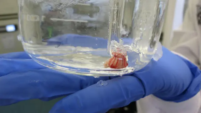 Uma mão com luva azul segura um copo transparente cheio de um líquido claro. Cristais de gelo escorrem pela parte externa do copo. Dentro dele há um pedaço de tecido cerebral. Parece um pequeno pedaço redondo e branco, mas tem listras vermelhas.
