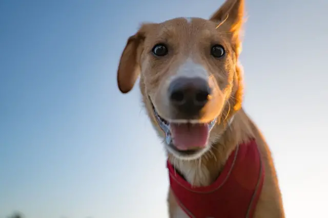 Cachorro olhando para a câmera
