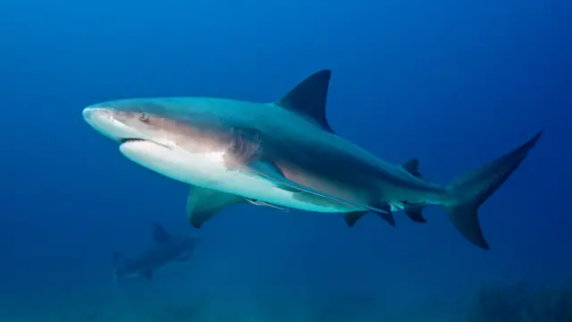 Tubarão-cabeça-chata nadando nas Bahamas, no Caribe