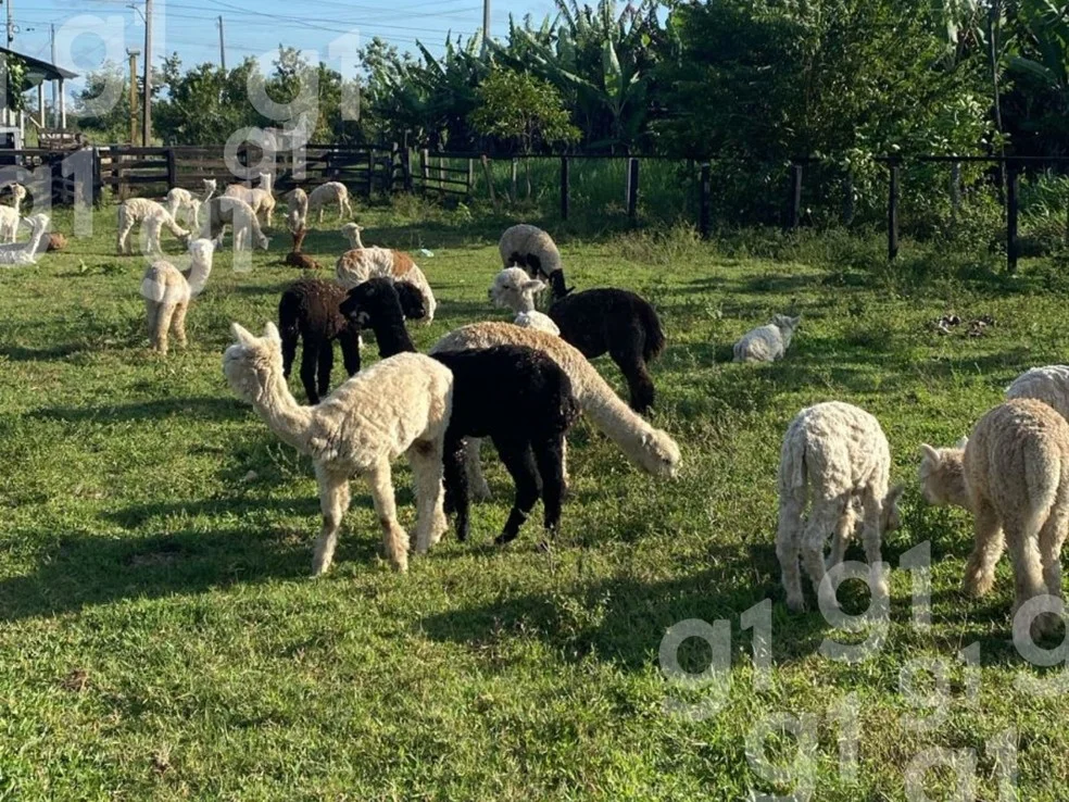 Lhamas foram levadas para uma fazenda na Estrada de Porto Acre na última quinta-feira (21) — Foto: Arquivo pessoal